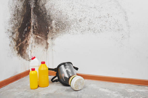 Best Health and Safety Mold Remediation in Evansville, IN