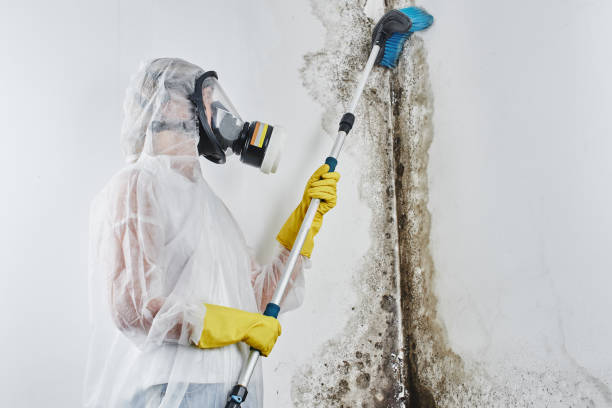 Best Insurance-Related Mold Remediation in Evansville, IN