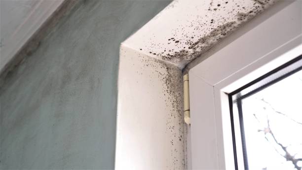 Best Residential Mold Remediation in Evansville, IN