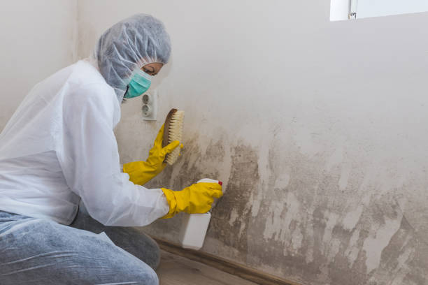 Best Commercial Mold Remediation in Evansville, IN