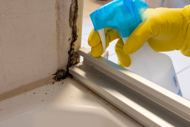 Best Kitchen Mold Remediation in Evansville, IN