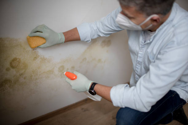 Best Residential Mold Remediation in Evansville, IN