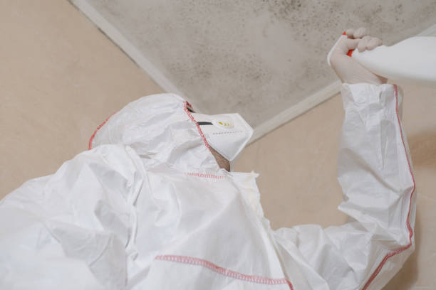 Best Post-Flood Mold Remediation in Evansville, IN