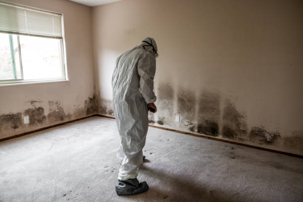 Best Attic Mold Remediation in Evansville, IN